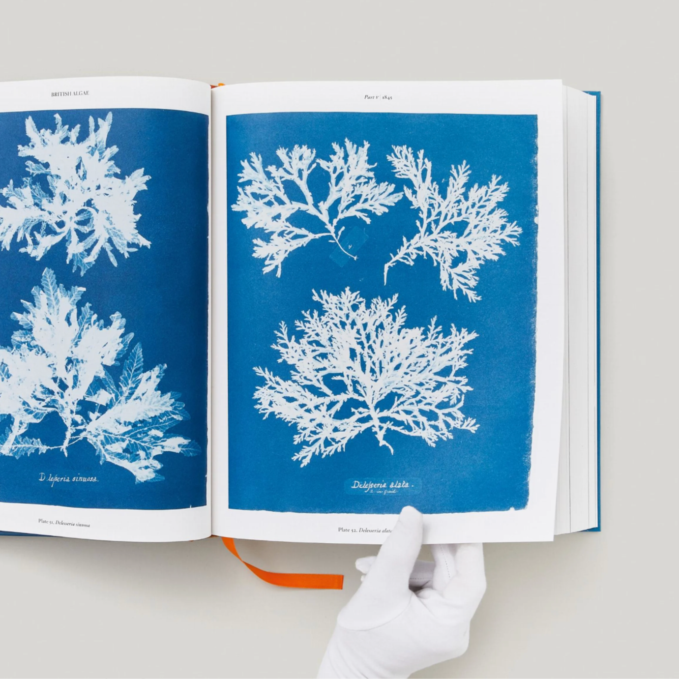 Anna Atkins Cyanotypes