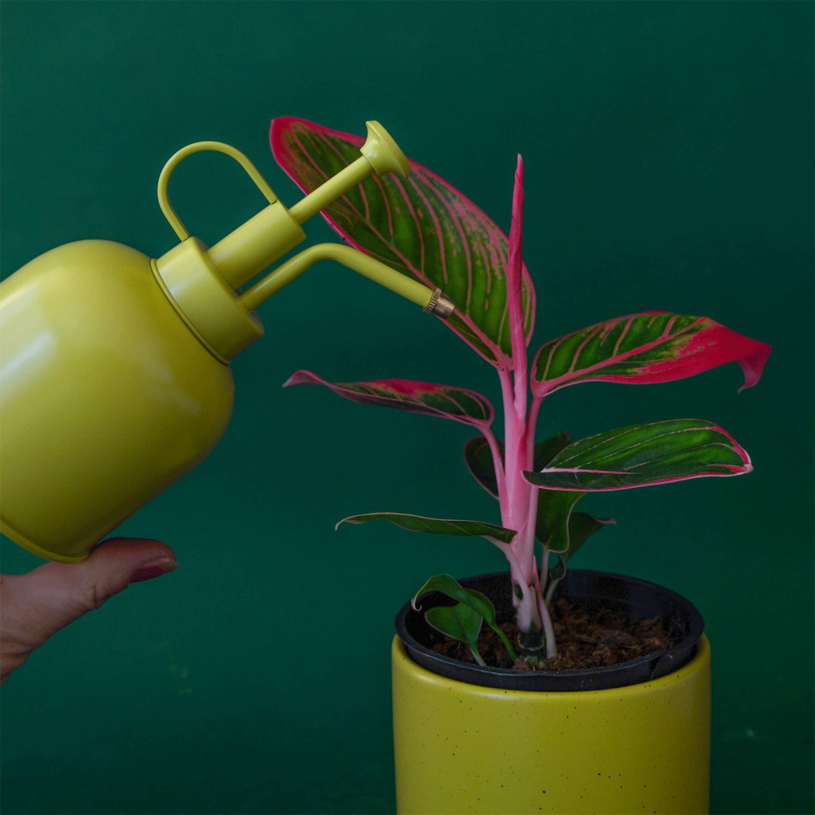 Jungle Club Plant Mister