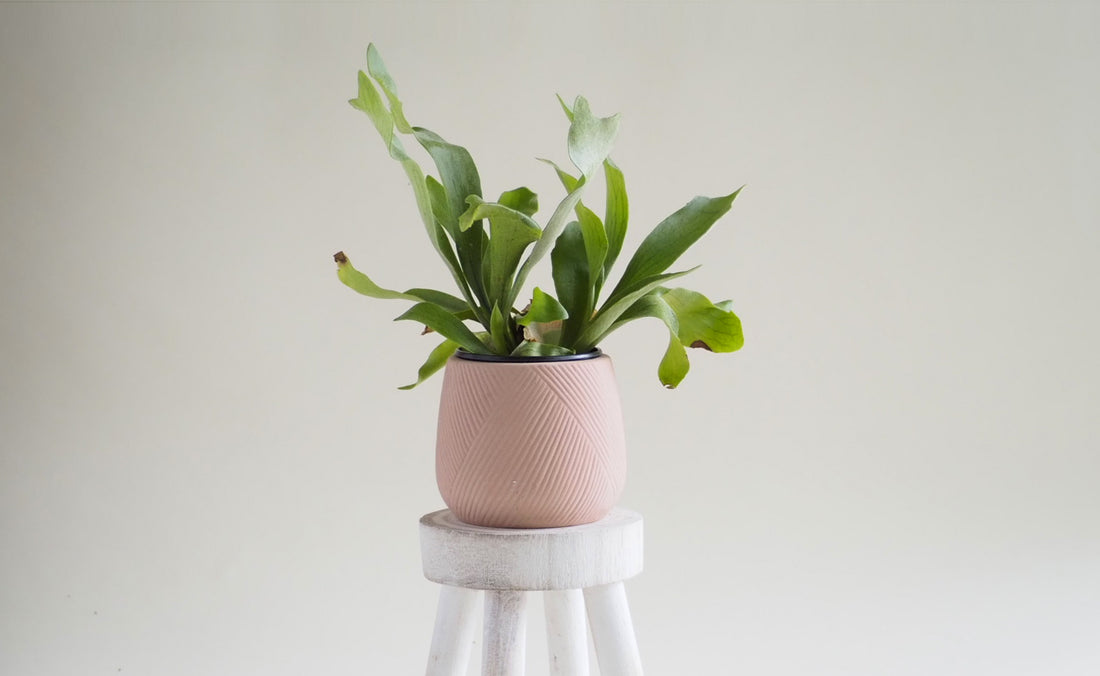 Do you love your plants like children?
