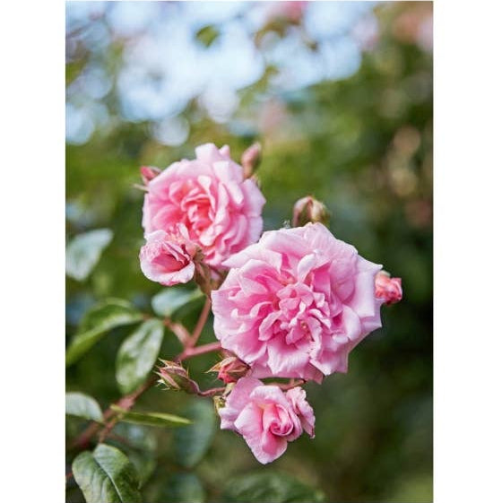 Roses In The Garden