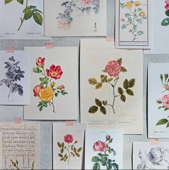 Roses In The Garden