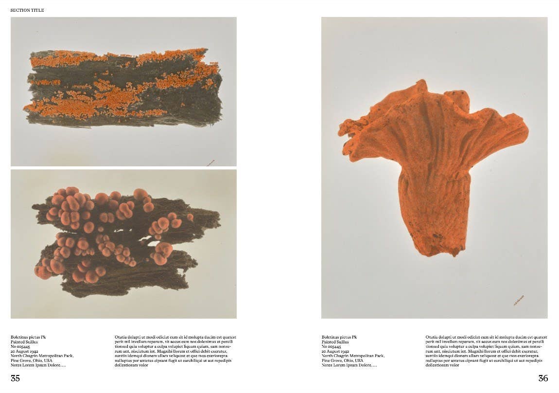 An Illustrated Catalog of American Mushrooms