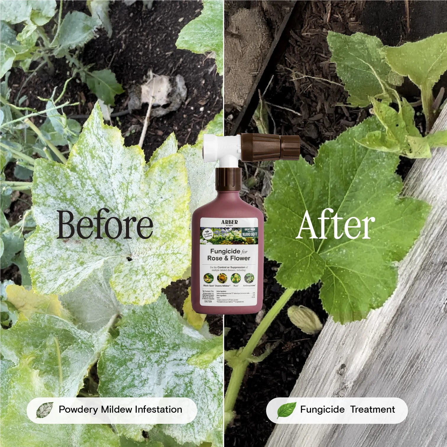 Organic Fungicide for Rose & Flower