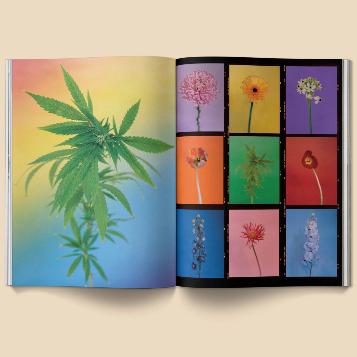 A Weed is a Flower: Artful Cannabis Photography