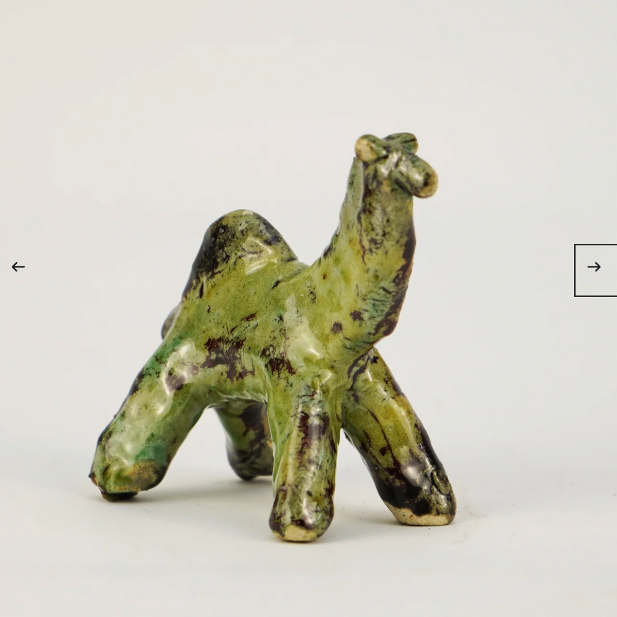 Tamegroute Camel