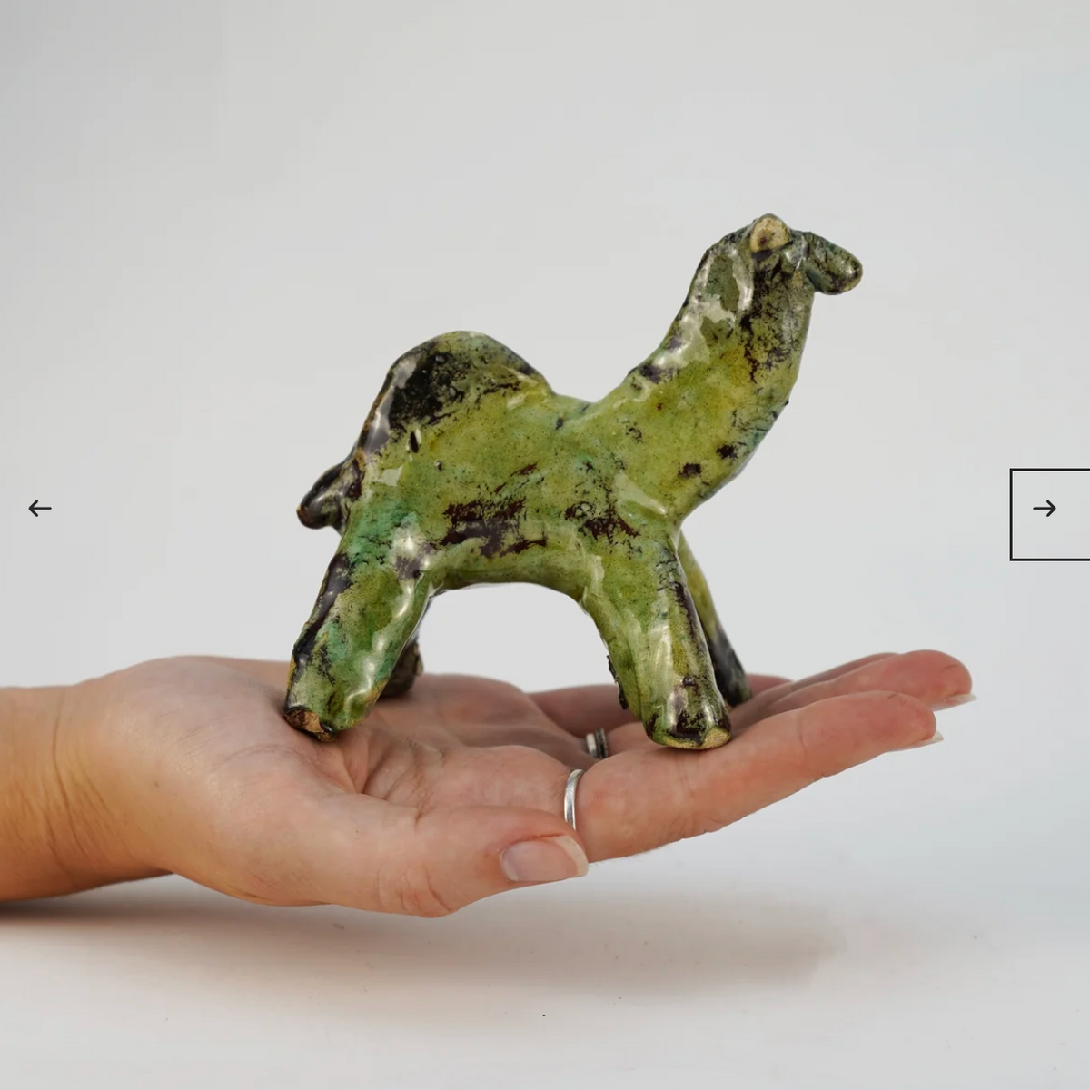 Tamegroute Camel