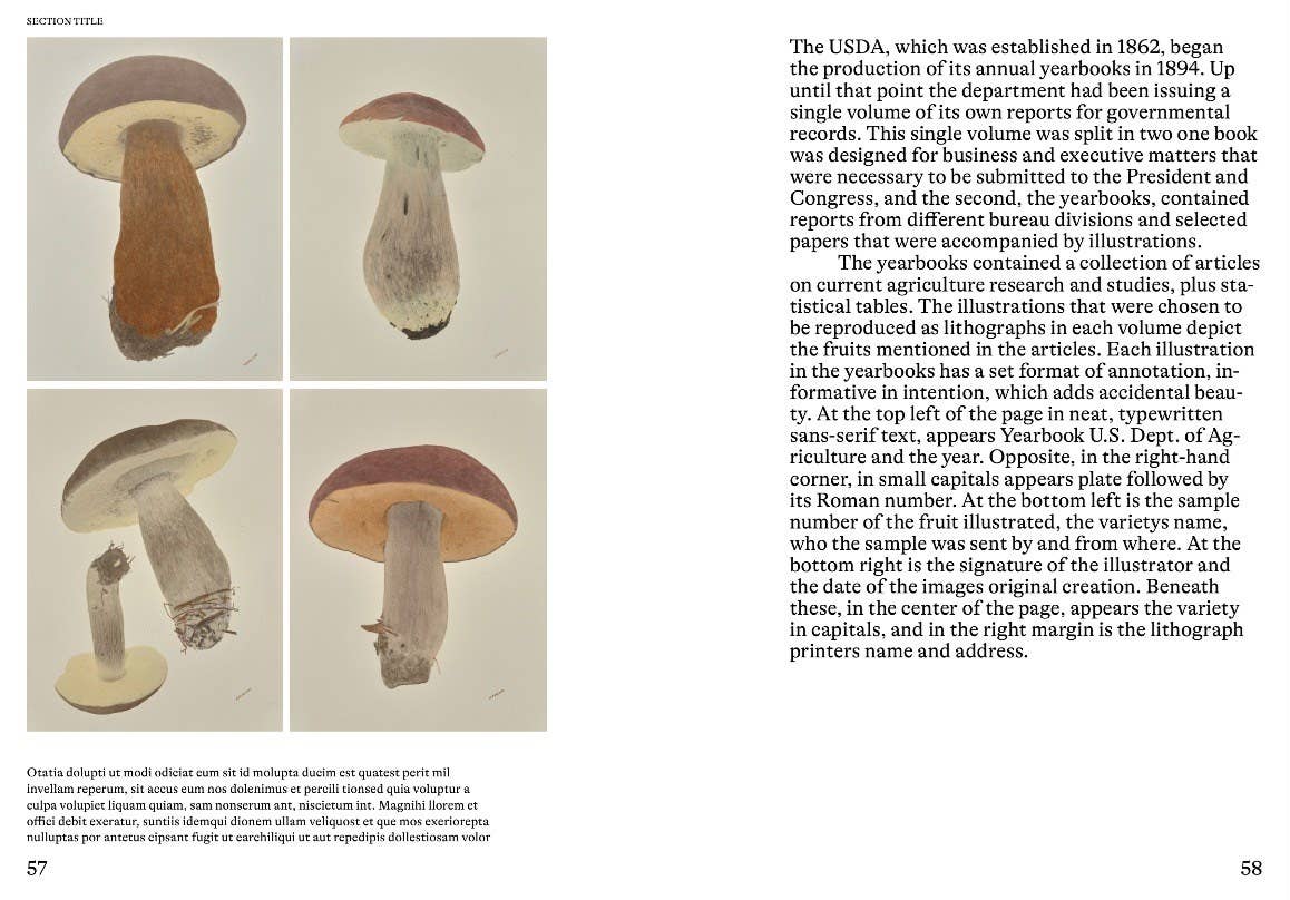 An Illustrated Catalog of American Mushrooms