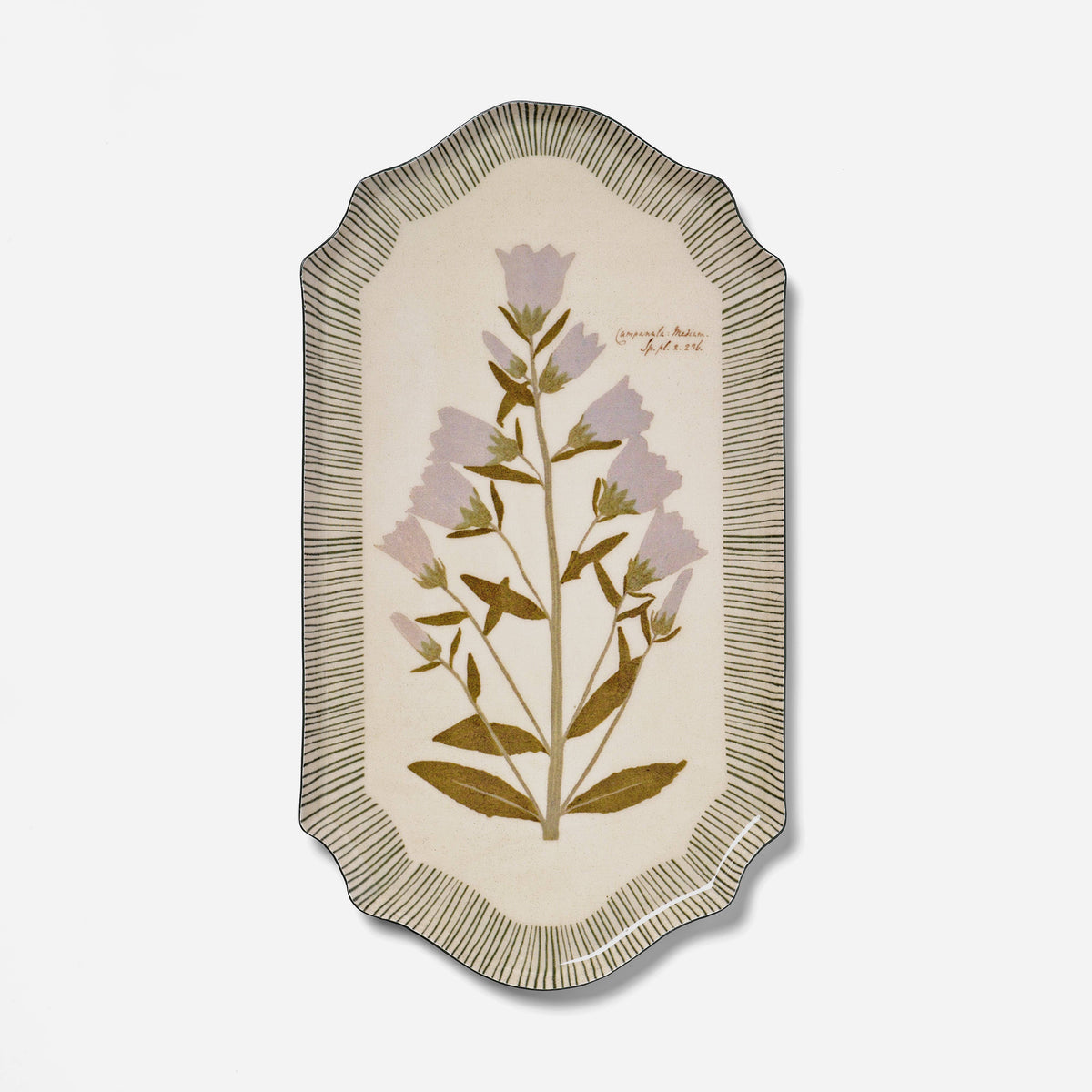 Campanula Bellflower Tray