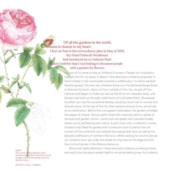 Roses In The Garden